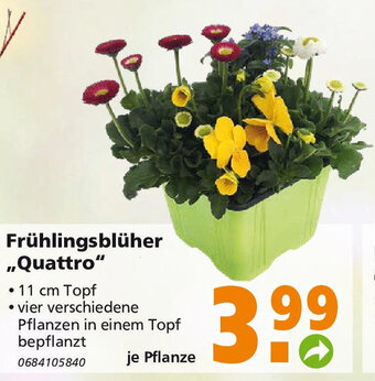 Globus Baumarkt Fruhlingsbluher Quattro Angebot