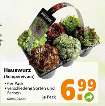 Globus Baumarkt Hauswurz (Sempervivum) 6er Pack Angebot