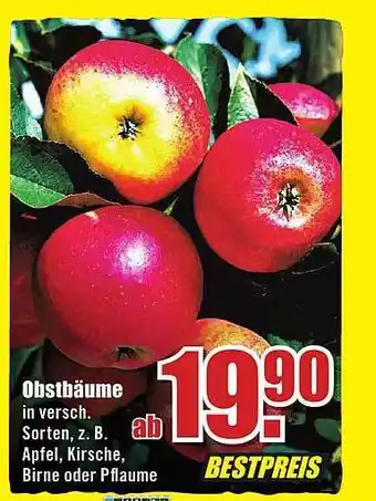 B1 Discount Baumarkt Obstbäume Angebot