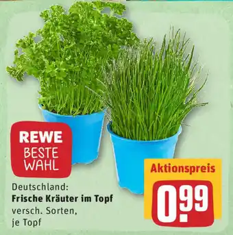 REWE Frische Kräuter im Topf Angebot