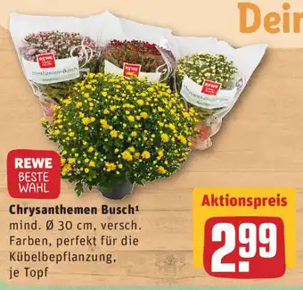 REWE Chrysanthemen Busch Angebot