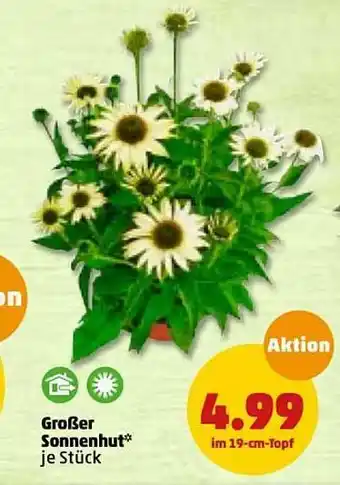 PENNY Großer Sonnenhut Angebot