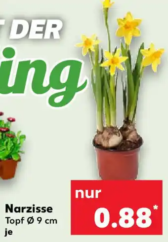 Kaufland Narzisse Angebot