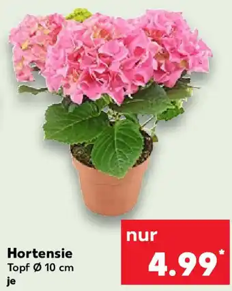 Kaufland Hortensie Angebot