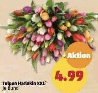 PENNY Tulpen Harlekin XXL Angebot