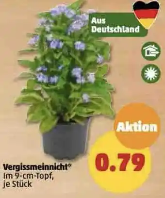 PENNY Vergissmeinnicht Angebot