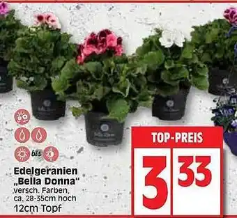 Edeka Edelgeranien bella donna Angebot