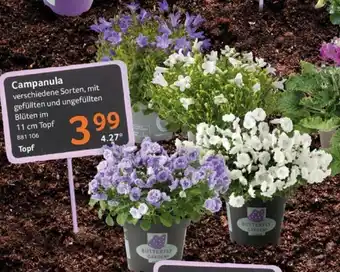 Selgros Campanula 11 cm Angebot