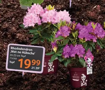 Selgros Rhododendron Wat ne Hubsche 23 cm Angebot