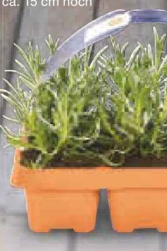 Netto Marken-Discount Lavendel Angebot
