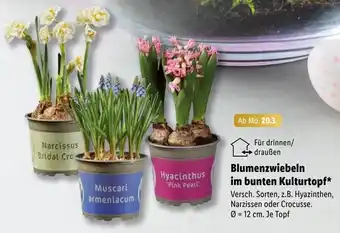 Lidl Blumenzwiebeln im bunten Kulturtopf Angebot