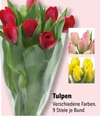 Lidl Tulpen Angebot