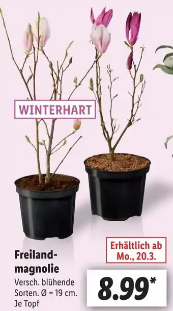 Lidl Freiland magnolie Angebot