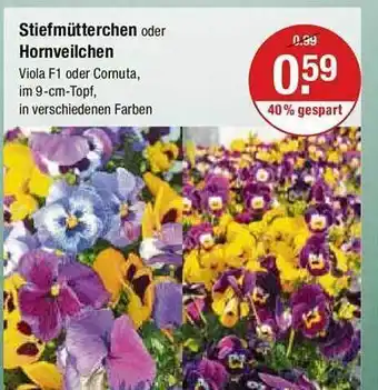 V Markt Stiefmütterchen oder hornveilchen Angebot