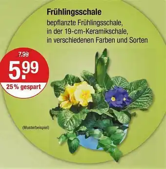 V Markt Frühlingsschale Angebot