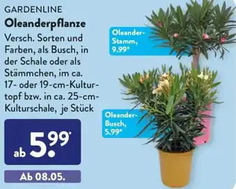 Aldi Süd Gardenline Oleanderpflanze Angebot