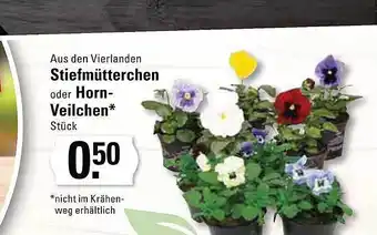 Edeka Frischemarkt Stiefmütterchen oder horn-veilchen Angebot