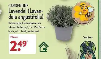 Aldi Nord Gardenline lavendel (lavandula angustifolia) Angebot