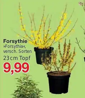 Jawoll Forsythie „forsythia“ Angebot