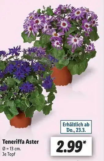 Lidl Teneriffa aster Angebot