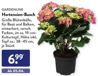 Aldi Süd Gardenline Hortensien Busch Angebot