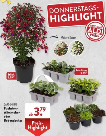 Aldi Süd Gardenline Fuchsienstämmchen oder Bodendecker Angebot