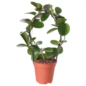 IKEA Hoya pflanze herzblatt Angebot