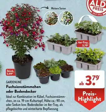 Aldi Süd Gardenline Fuchsienstämmchen oder Bodendecker Angebot