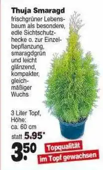 Repo Markt Thuja smaragd Angebot