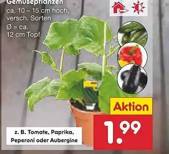 Netto Marken-Discount Gemüsepflanzen Angebot