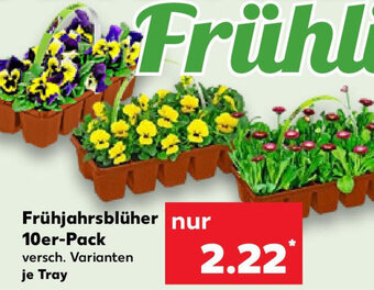 Kaufland Frühjahrsblüher 10er Pack Angebot