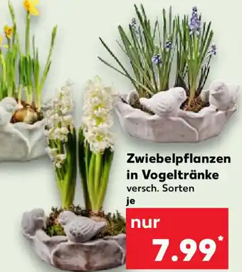 Kaufland Zwiebelpflanzen in Vogeltränke Angebot