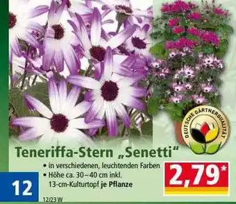 Norma Teneriffa-stern senetti Angebot