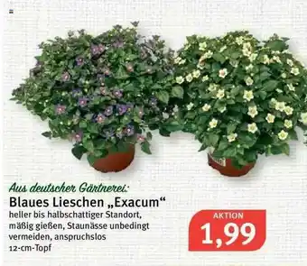 Feneberg Blaues Lieschen „exacum” Angebot