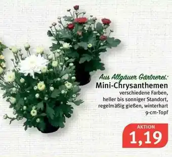 Feneberg Aus Allgäuer Gärtenerei Mini-chrysanthemen Angebot