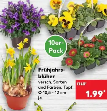 Kaufland Frühjarsblüher Angebot