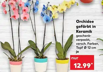 Kaufland Orchidee gefärbt in Keramik Angebot