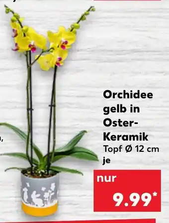 Kaufland Orchidee  gelb in Oster Keramik Angebot