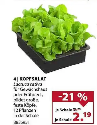 Dehner Kopfsalat lactuca sativa Angebot