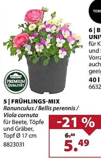 Dehner Frühlings-mix Angebot