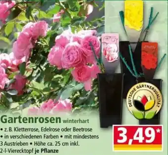 Norma Gartenrosen Angebot