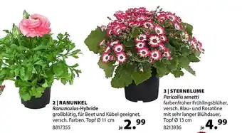 Dehner Ranunkel oder sternblume Angebot