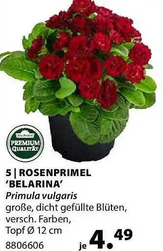 Dehner Rosenprimel belarina primula vulgaris Angebot