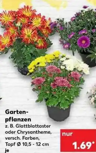 Kaufland Garten-pflanzen Angebot