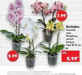 Kaufland Orchidee Cascade Oder Multiflora Angebot