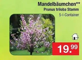 Zimmermann Mandelbäumchen prunus triloba stamm Angebot