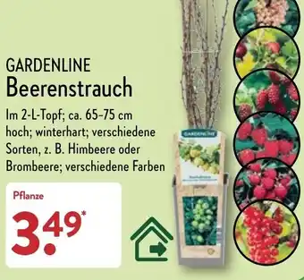 Aldi Nord Gardenline Beerenstrauch Angebot