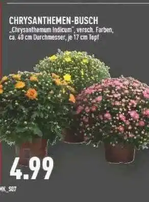 Marktkauf Chrysanthemen-busch Angebot