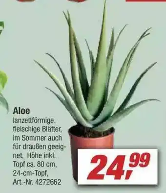 toom Baumarkt Aloe Angebot