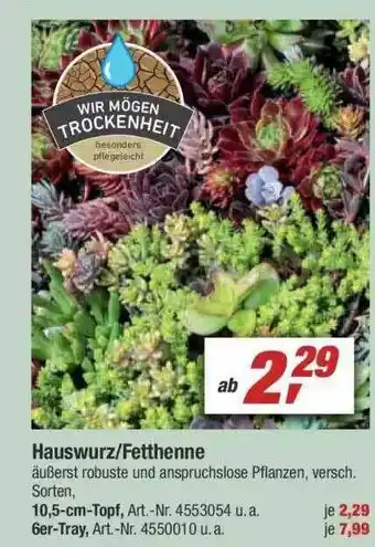 toom Baumarkt Hauswurz Fetthenne Angebot